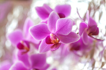 Naklejka na ściany i meble Orchidee (orchidaceae phalaenopsis)