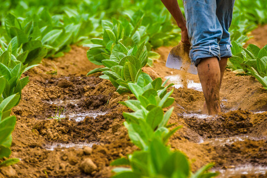 Cuban tobacco farmer working the soil on a field surrounded by green tobacco leaves. Man hoeing ground bare feet in tobacco plantation in San Juan Y Martinez, near Pinar del Rio, Vinales Valley, Cuba
