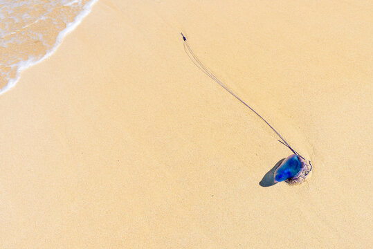 Dead Portuguese man o' war jellyfish (Physalia physalis) washed up lying on a sandy shore beach. Bluebottle on the sand in Playas del Este, Cuba
