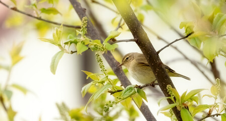 a chiffchaff is resting on a tree