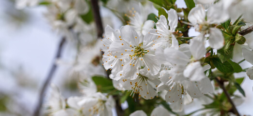 Obraz premium Blooming cherries in early spring, white flowers and young foliage on gray branches
