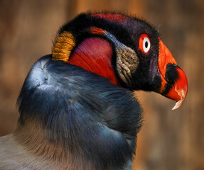The King vulture is the most brilliantly colored New World vulture