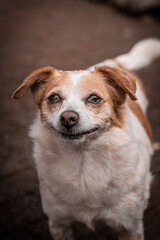 kleiner süßer lachender Hund Jack Russell Terrier