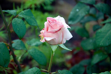 Pink rose in a flower bed close-up. High quality photo