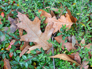 Background of autumn leaves on green branches, close-up texture view
