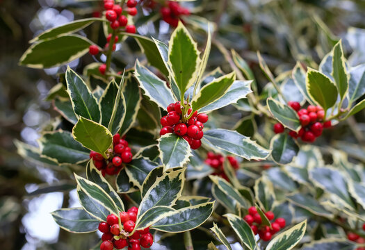 Natural Holly Leaves And Red Berry Background. Christmas And New Year Pattern