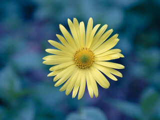 Detail of an yellow gerbera