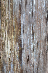 Background of the texture of old wood with close-up view