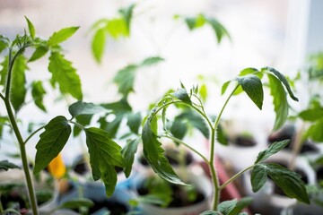 Obraz premium future large tomatoes, a plant for harvesting food for the future for the cold season and winter