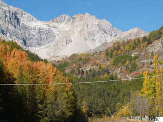 Flowers from everywhere