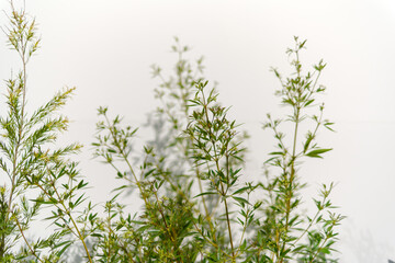 東京、赤坂にある東京ミッドタウンのオリーブ