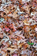 Background of many autumn yellow and brown orange leaves scattered on the ground