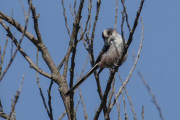 まだ幼いエナガ