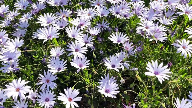 Daisies. Isolated. Movie HD. No Audio. White Chrysanthemum swaying in the gentle breeze. Stock Footage