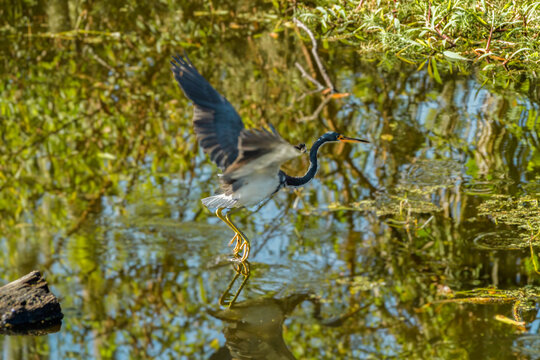 Tri-Colored Heron taking off from the water in a marsh area of the Circle-B-Bar Reserve near Lakeland, Florida.