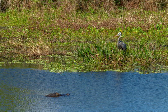 Alligator and Great Blue Heron on a stare-down confrontation at Circle-B-Bar Reserve near Lakeland, Florida.