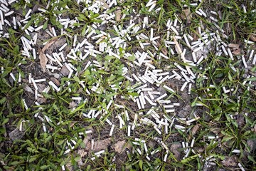 an uncounted number of cigarette butts lies on green grass, a symbol of harm to health and the development of cancer