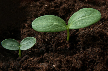 young sprouts of cucumber seedlings