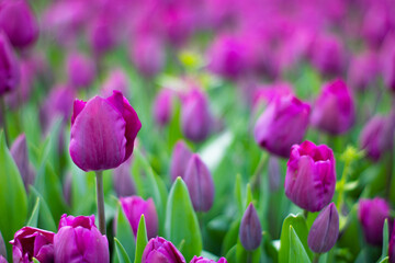 purple and white tulips