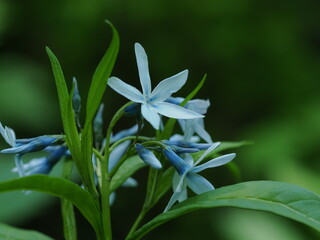 薄青色のチョウジソウの花