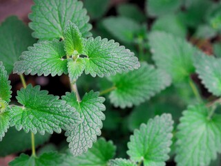 Green background with melissa medicinal plant.Leaves of the plant close up.