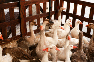 Herd of Geese at the Gastronomic and Traditional Market of Finestrat