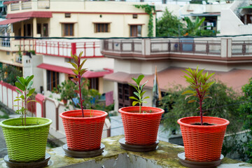 Colorful flower pots with plants placed on the wall of a terrace garden in an Indian household with...