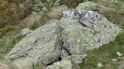Rock with green fungus in the bush