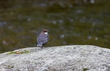 White-throated or European Dipper (Cinclus cinclus) Resting on a Large Boulder in a Fast Flowing Stream