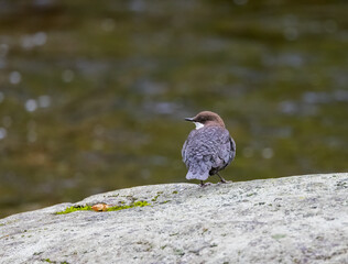 White-throated or European Dipper (Cinclus cinclus) Resting on a Large Boulder in a Fast Flowing Stream