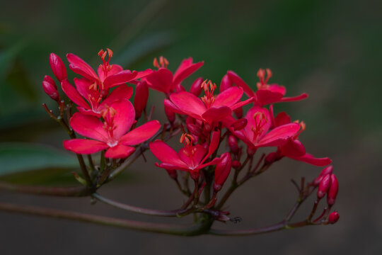 Closeup view of cluster of bright red flowers and buds of jatropha integerrima aka peregrina or spicy jatropha in tropical garden outdoors isolated on natural background 