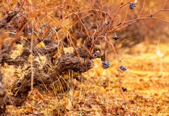 Viñedos en temporada de otoño