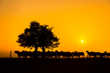 Fototapeta na wymiar Shepherd and sheep at sunset, photo taken with back light.