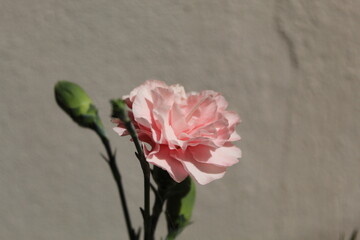 pink flower carnation