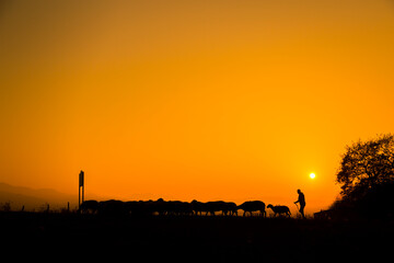 Fototapeta na wymiar Shepherd and sheep at sunset, photo taken with back light.
