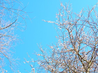 青空に映える満開の梅の花