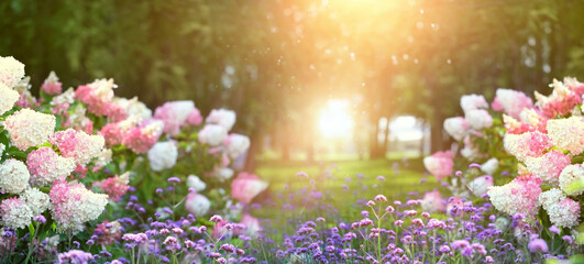 beautiful hydrangeas flowers in summer garden, sunny natural background. elegant romantic floral...
