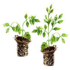 tomato seedling without a pot with earth on a white background