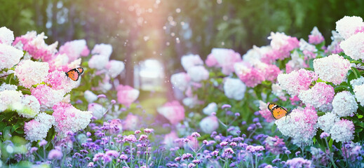 beautiful hydrangeas flowers in summer garden, sunny natural background. Gentle romantic floral landscape with hydrangea bush and butterflies. dreamy artistic image