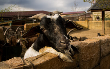 A goat on a private farm or in a contact zoo. A domestic animal, an artiodactyl from the genus of mountain goats. Keeping animals on a farm, breeding pets in rural areas. Small business.