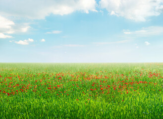 Wildflowers poppy field under light blue sky in springtime, bright colorful landscape background