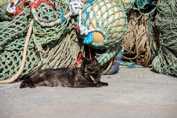 common cat resting in the port