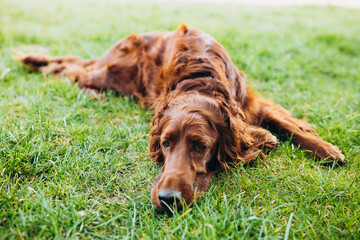 Beautiful Irish Setter dog is lying in grass and looking attentively into the photographer's camera...