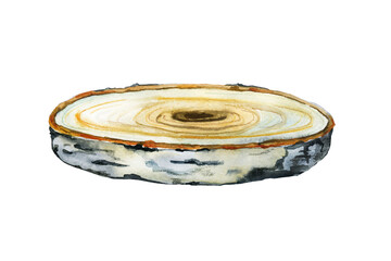 Round saw cut of a tree, birch cut with bark, decorative stand. Hand drawn watercolor illustration isolated on white background