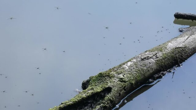 Water strider insects on calm pond next to fallen tree moss covered  in wetland