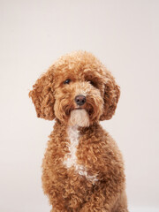 red poodle on a beige background. Portrait of a funny pet in the studio