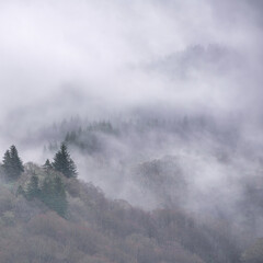 Fototapeta na wymiar Moody dramatic misty Winter landscape drifting through trees on slopes of Ben Lomond in Scotland