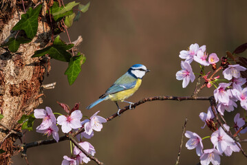 Stunning Spring image of Blue Tit Cyanistes Caerulueus bird on pink blossom tree in woodland landscape setting