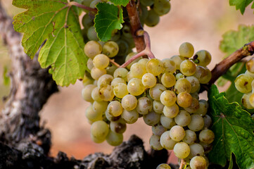 Temporada de Vendimia en viñedos españoles
