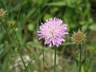 Flowers from everywhere